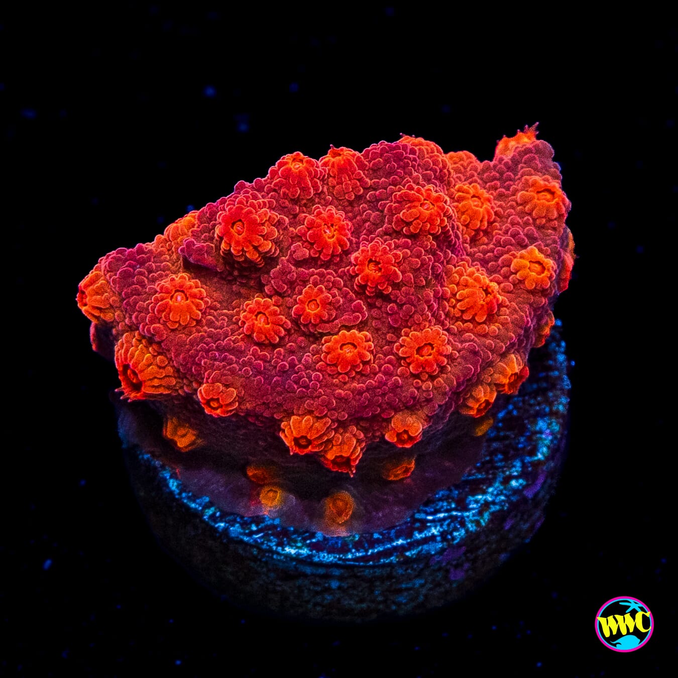 Tyree Brick Red Cyphastrea