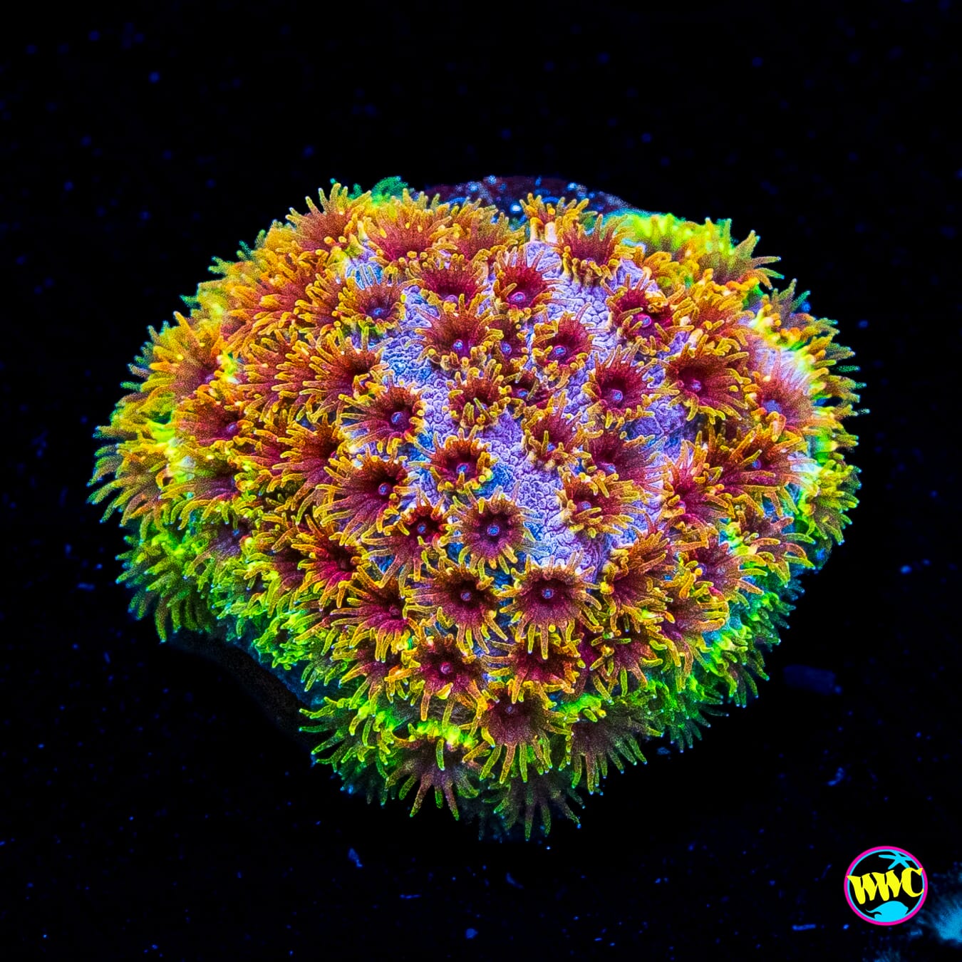 WWC Skittlez Bomb Cyphastrea