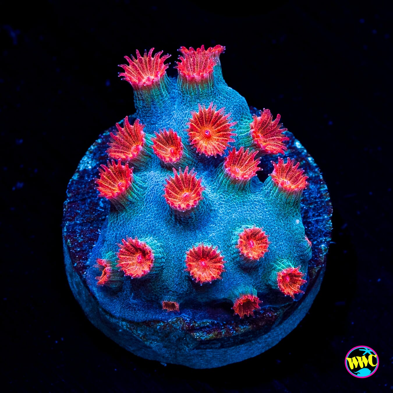 WWC Meteor Shower Cyphastrea