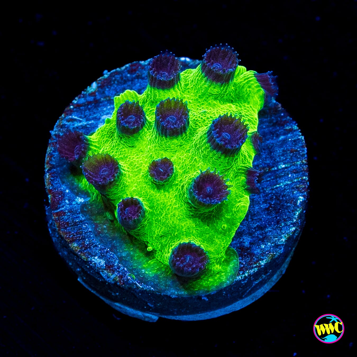 WWC Mardi Gras Cyphastrea