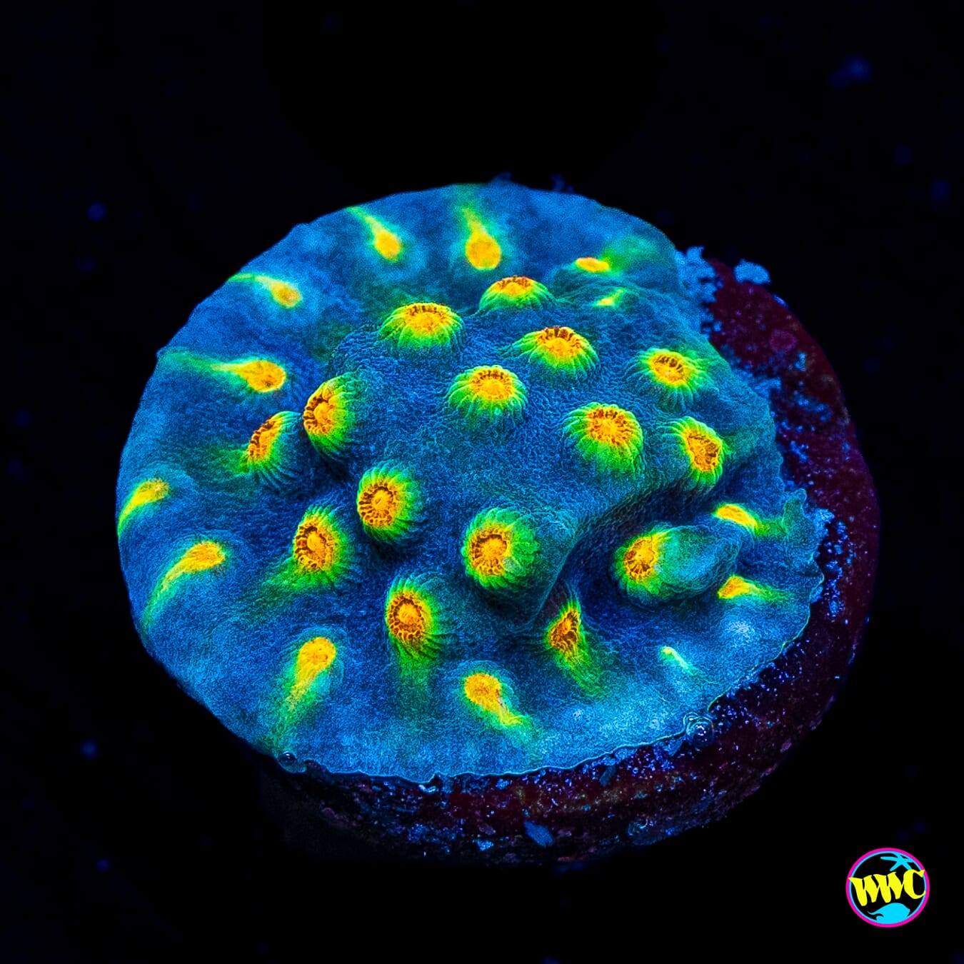 WWC Rainbow Madness Cyphastrea