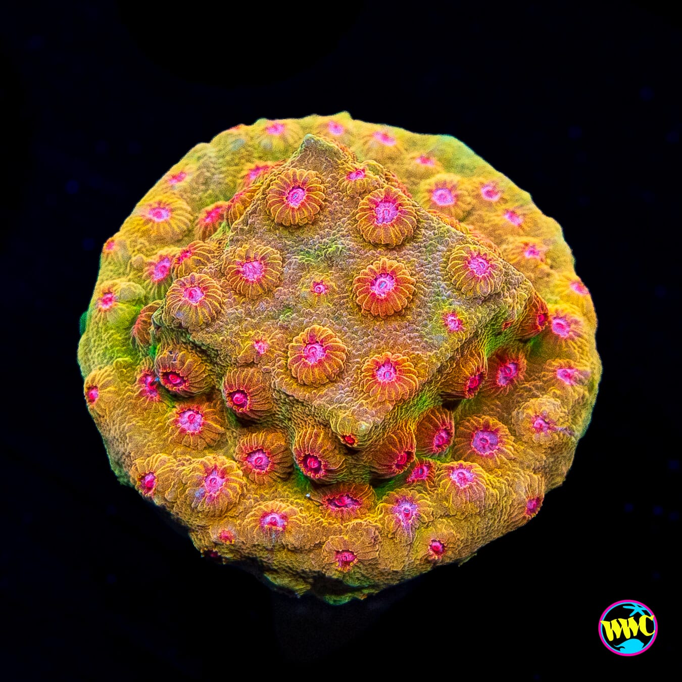 WWC Defcon Cyphastrea