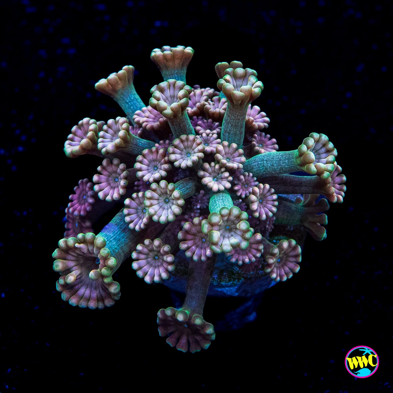 Pinkerton Alveopora