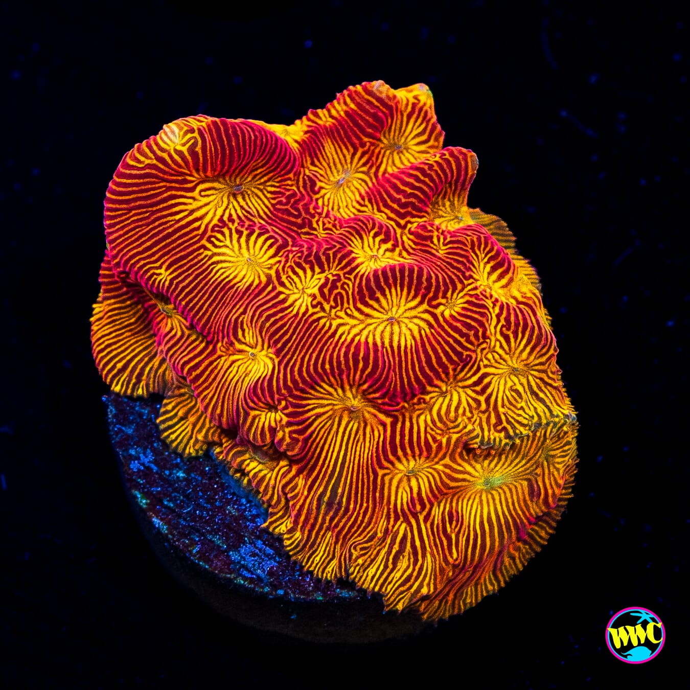 WWC Tan Lady Leptoseris