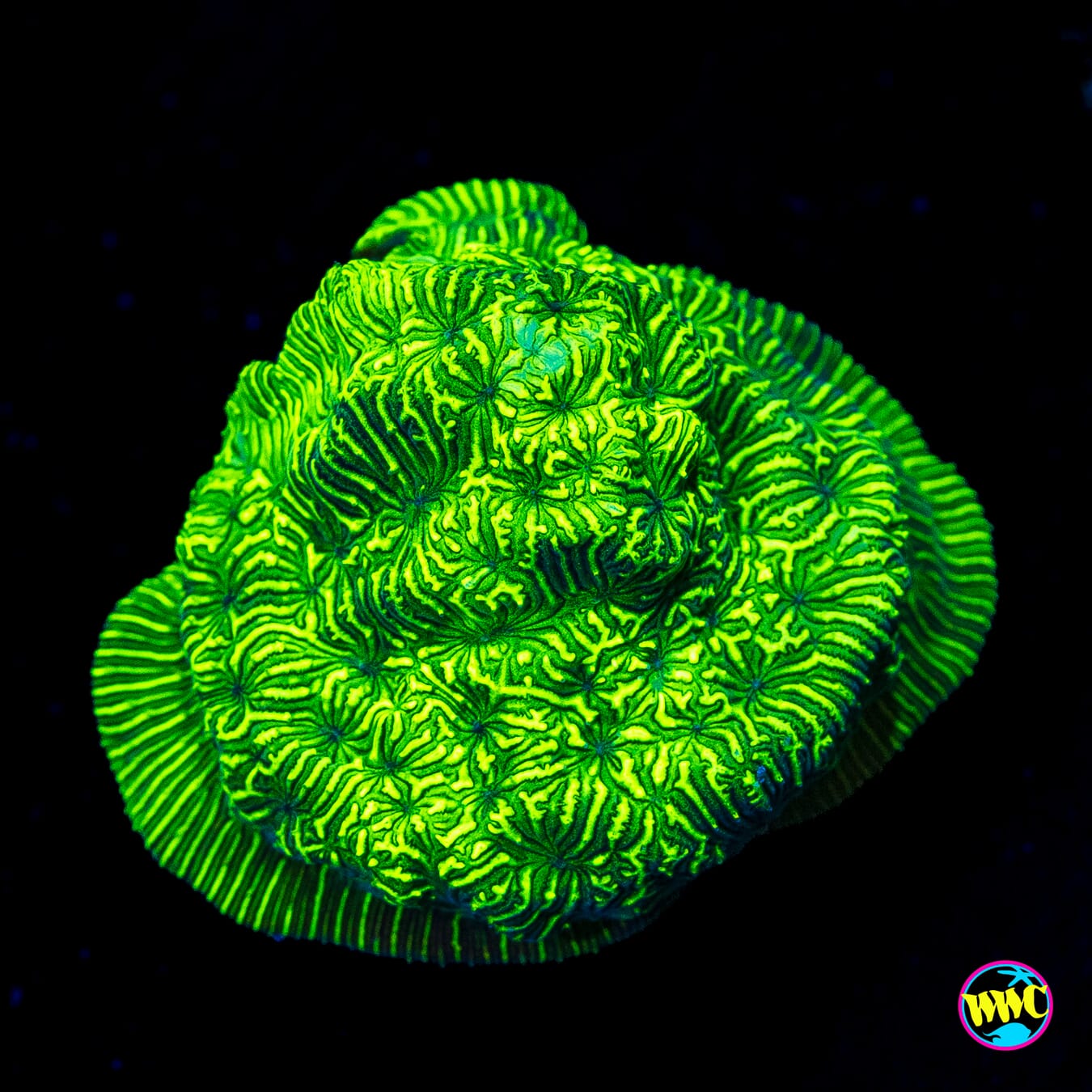 WWC Flubber Leptoseris