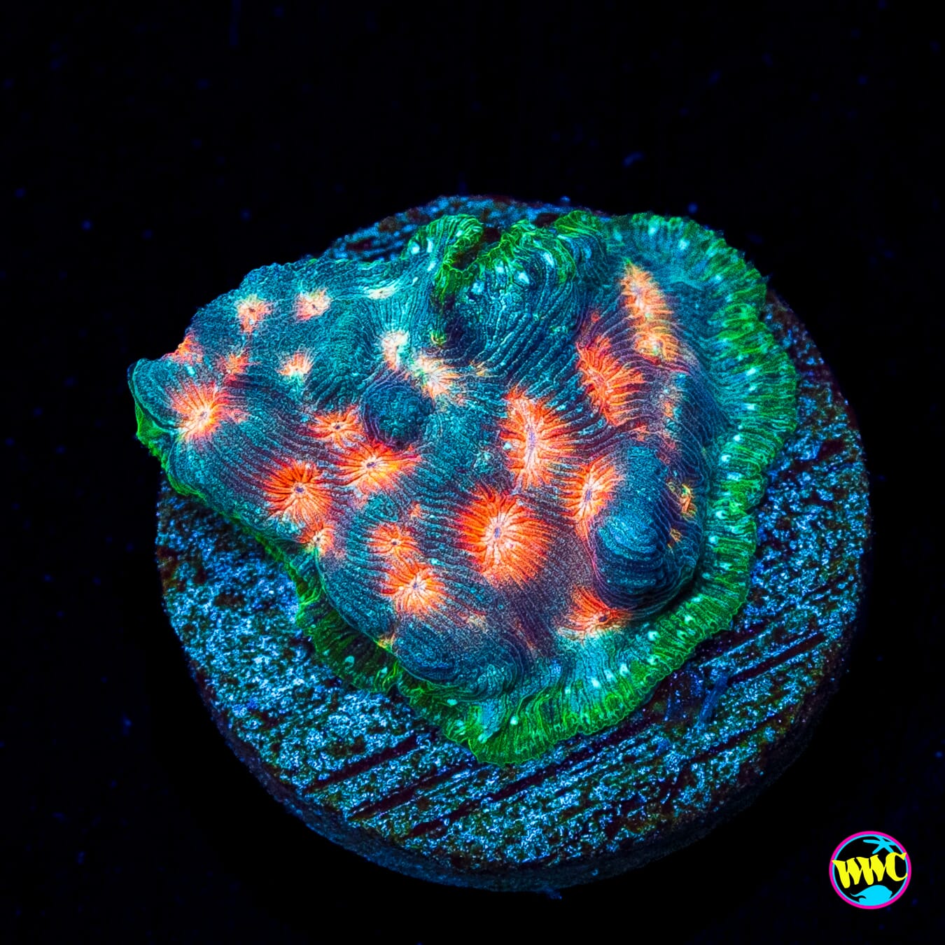 Jason Fox Lava Flow Leptoseris