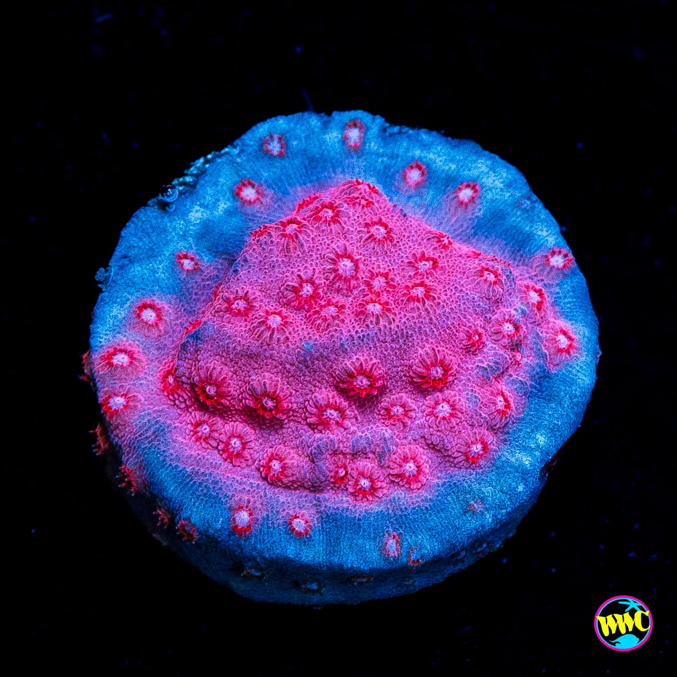 WWC Pinky Cyphastrea