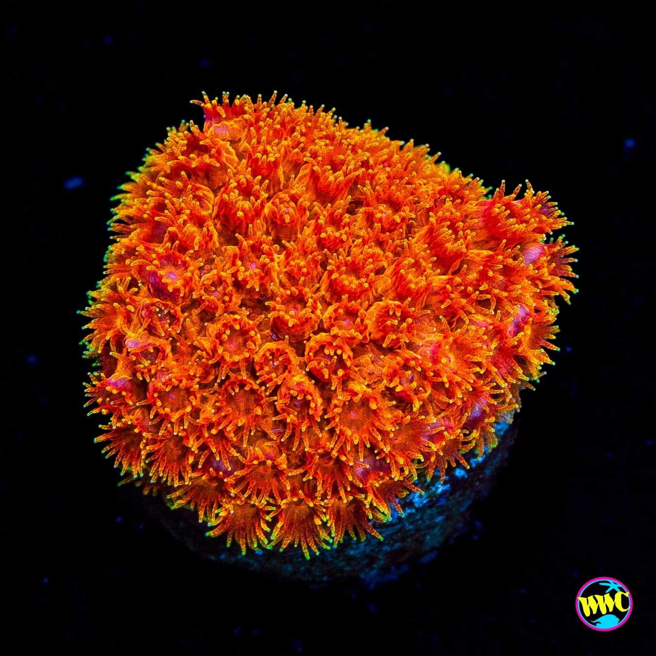 WWC Hi-Cee Cyphastrea