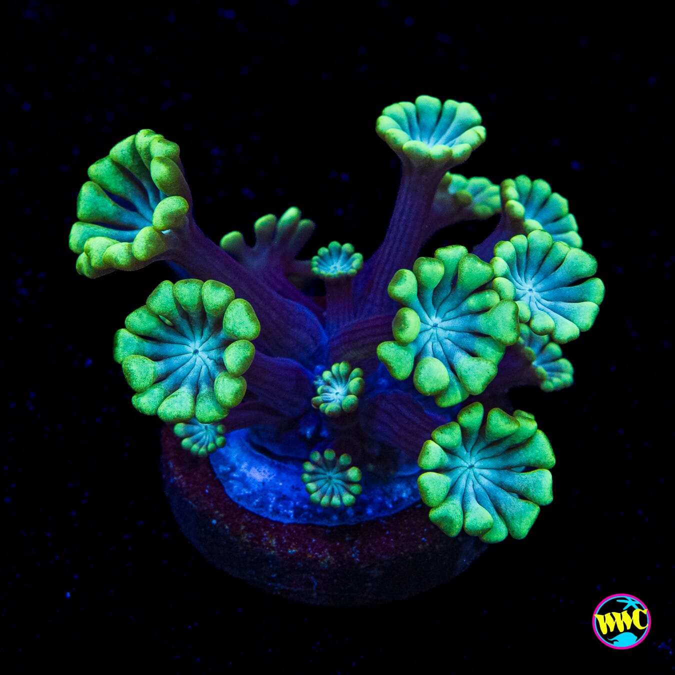 Spearmint Alveopora