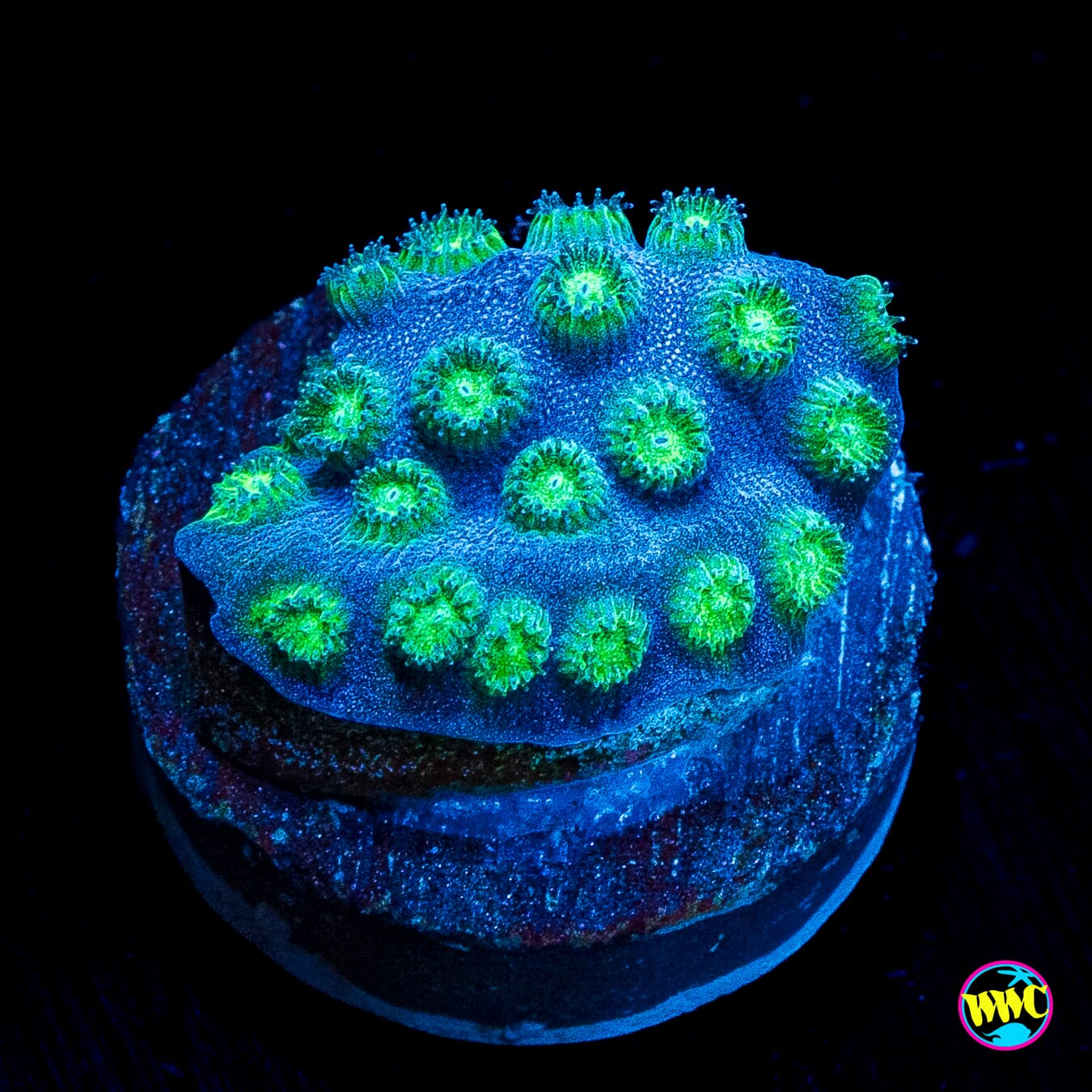 WWC Islands Cyphastrea