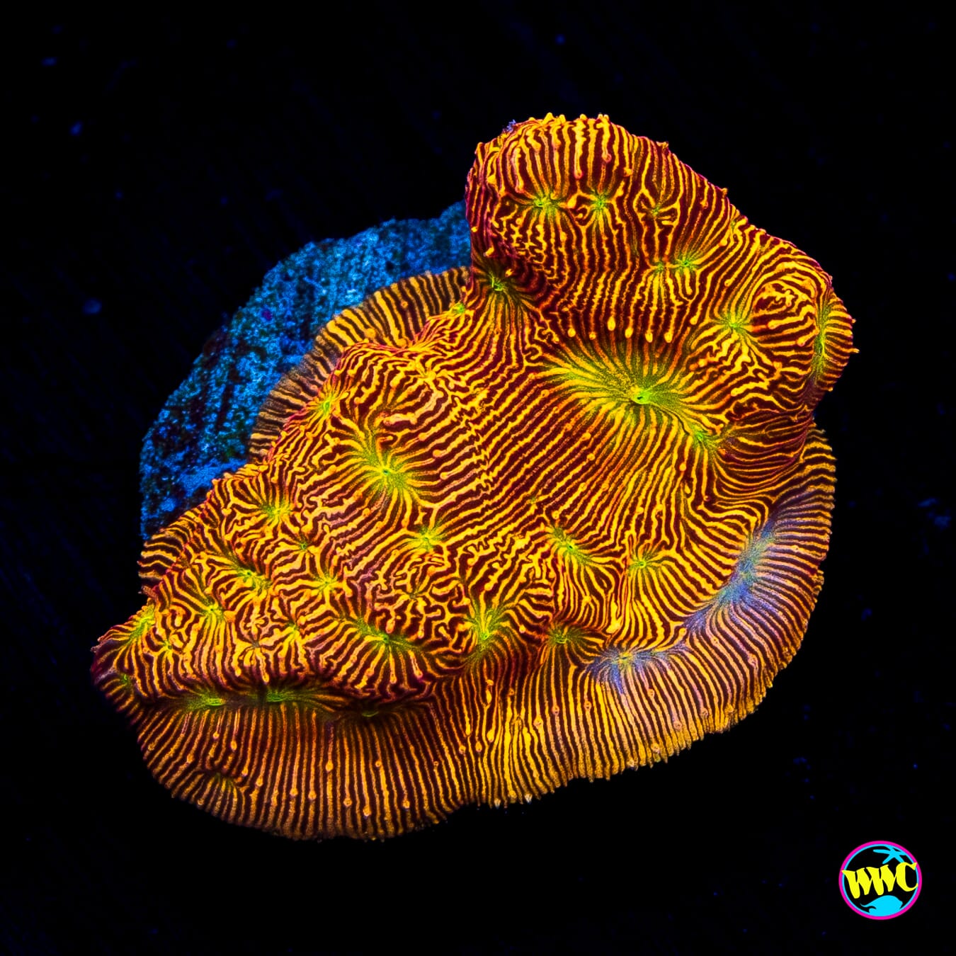 Jason Fox Lethal Leptoseris
