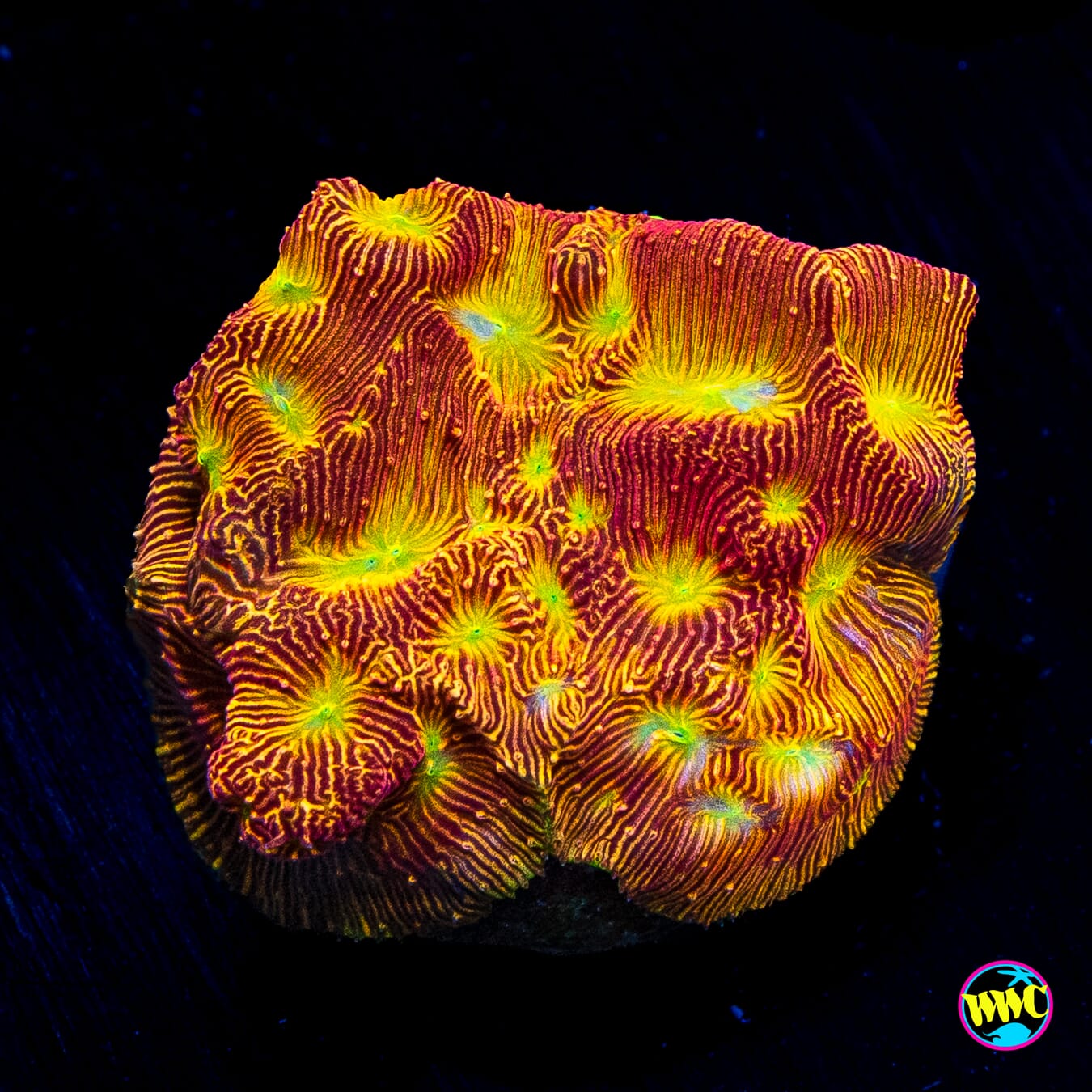 Jason Fox Jack-O-Lantern Leptoseris