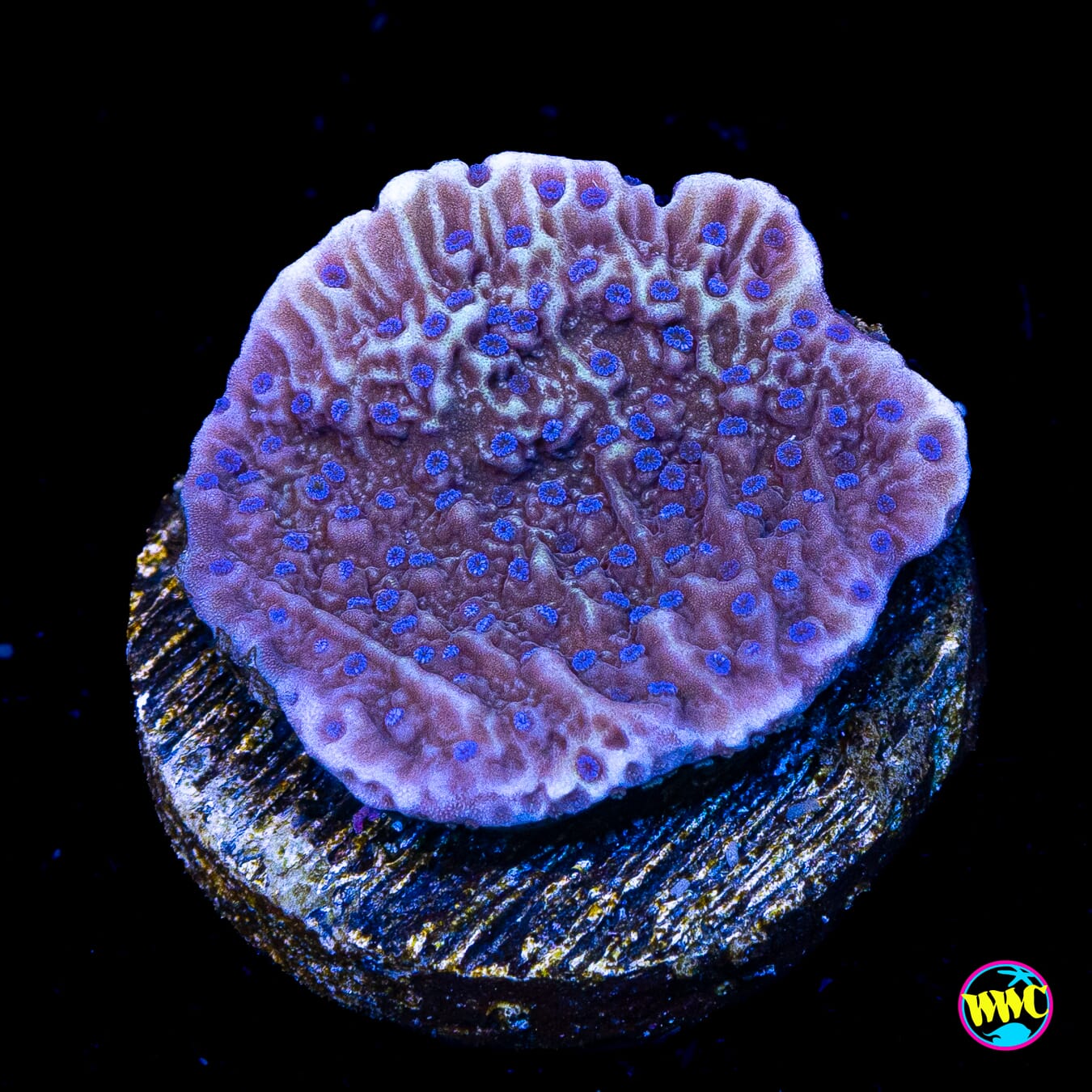 Tyree Flower Petal Montipora