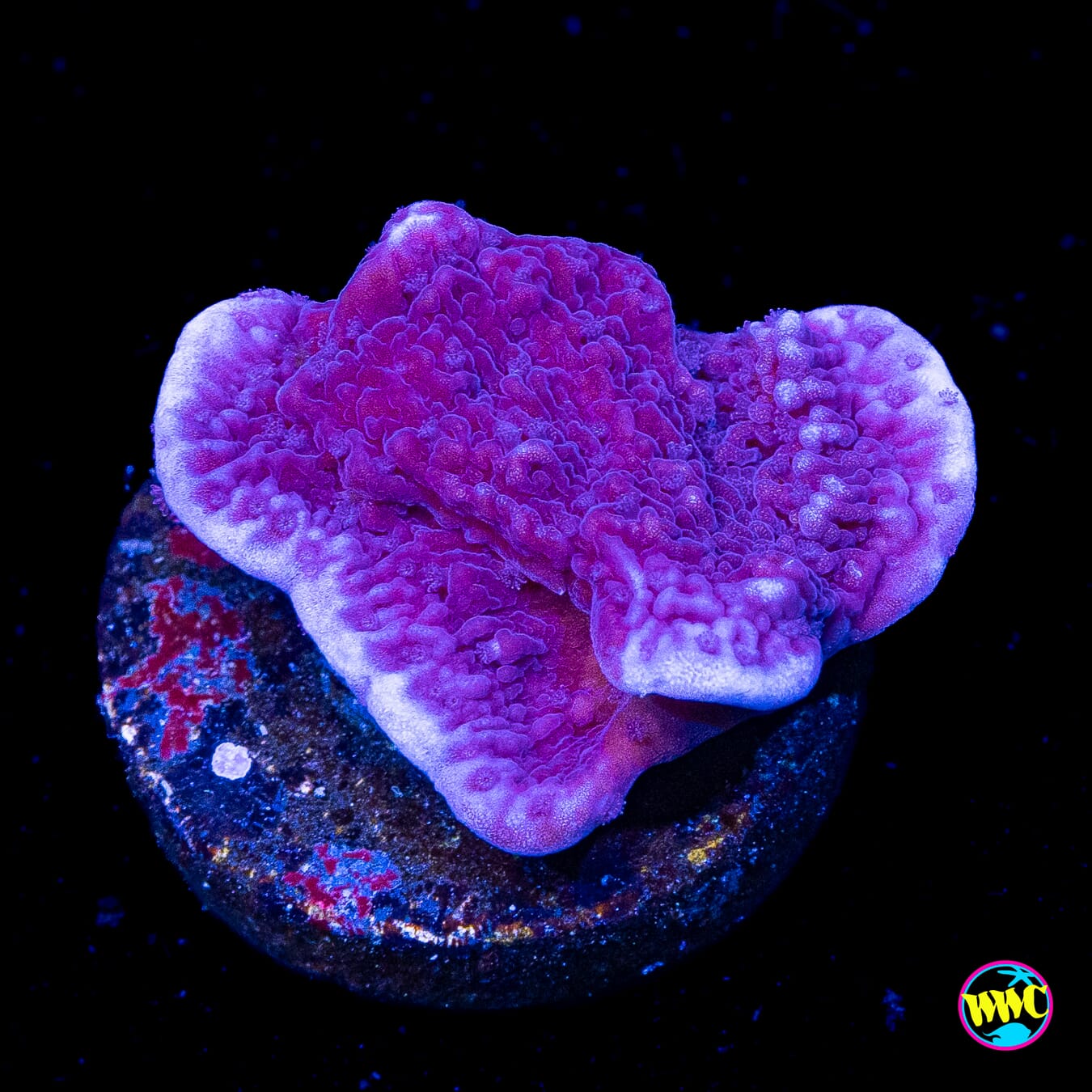 Vivid's Purple Cap Montipora