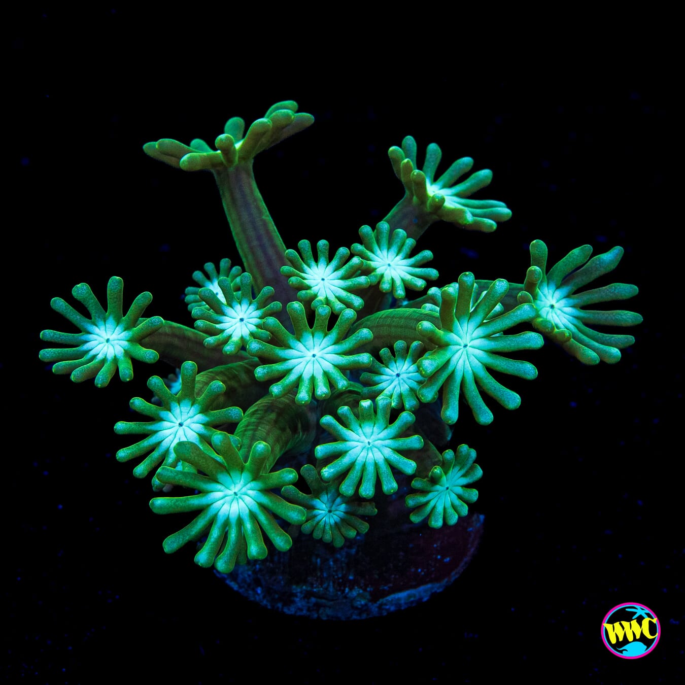 Sandstorm Alveopora