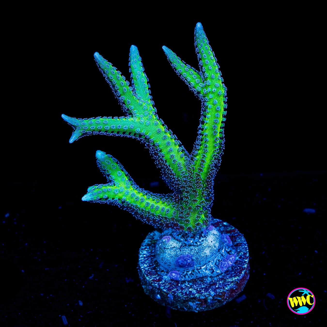 WWC Purple Polyp Birdsnest