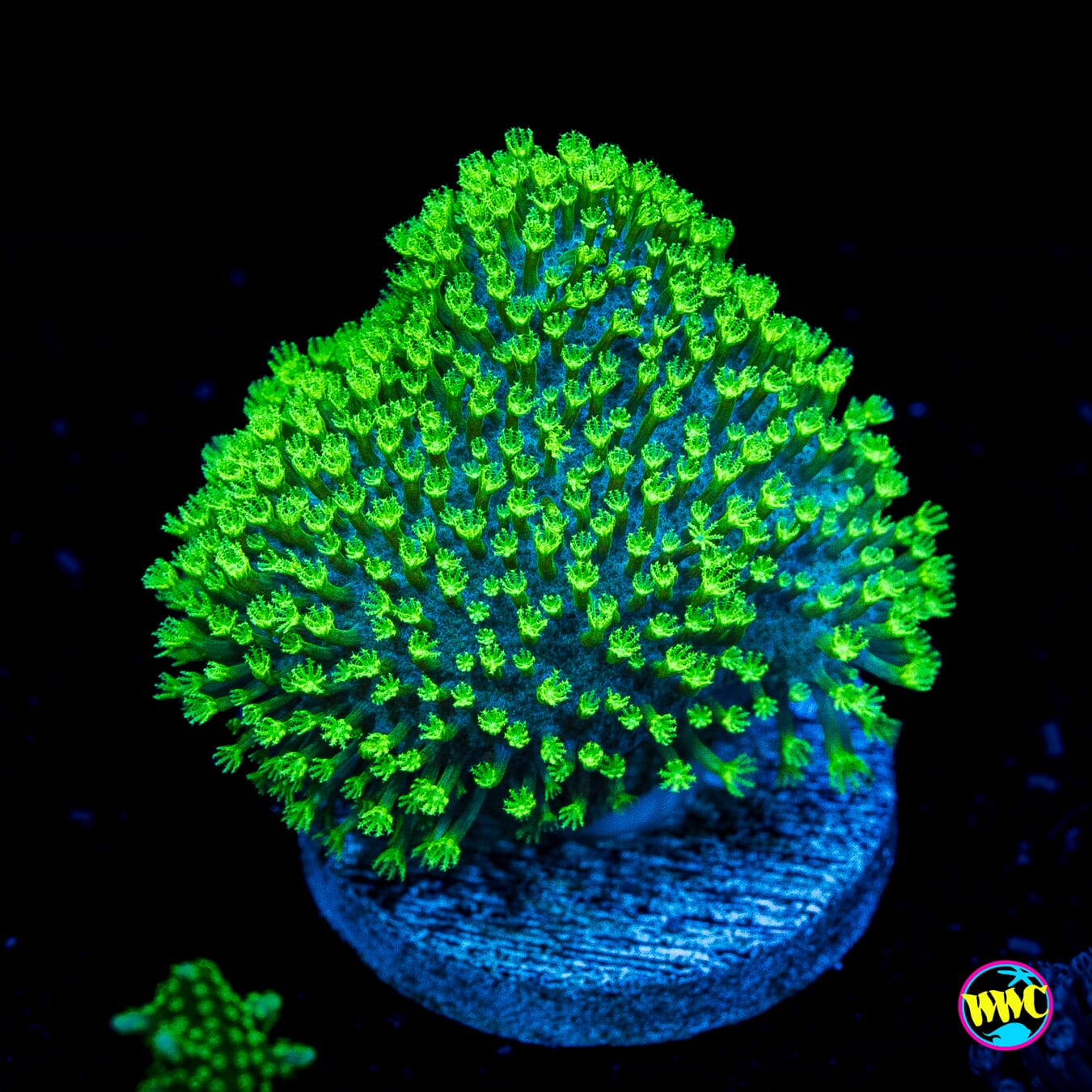 WWC Neon Toadstool Leather