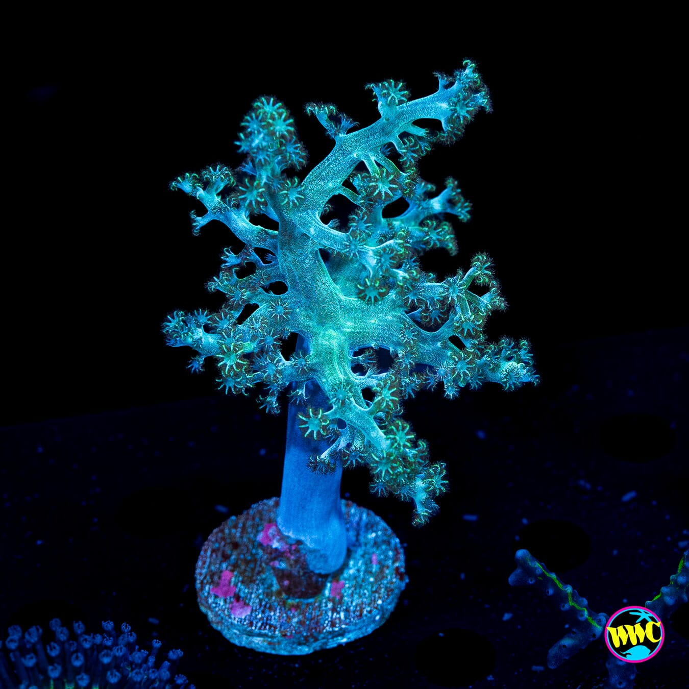 WWC Solomon Hairy Leather