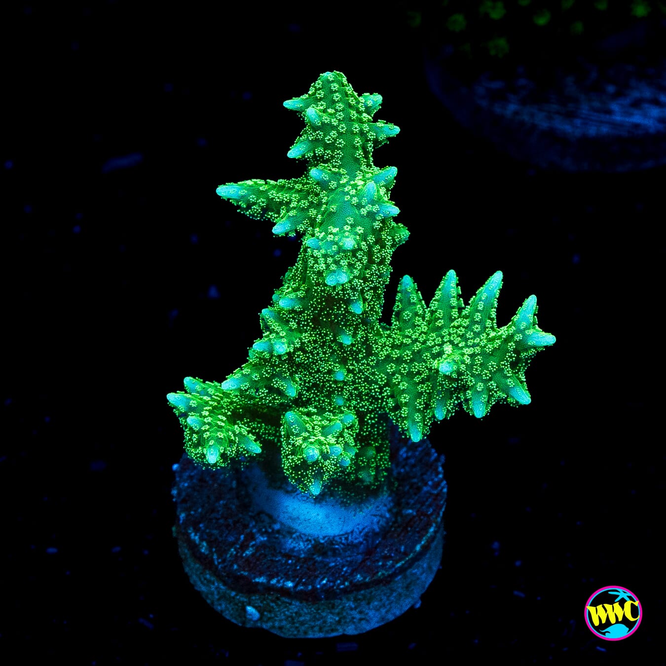 RF Jade Dragon Birdsnest