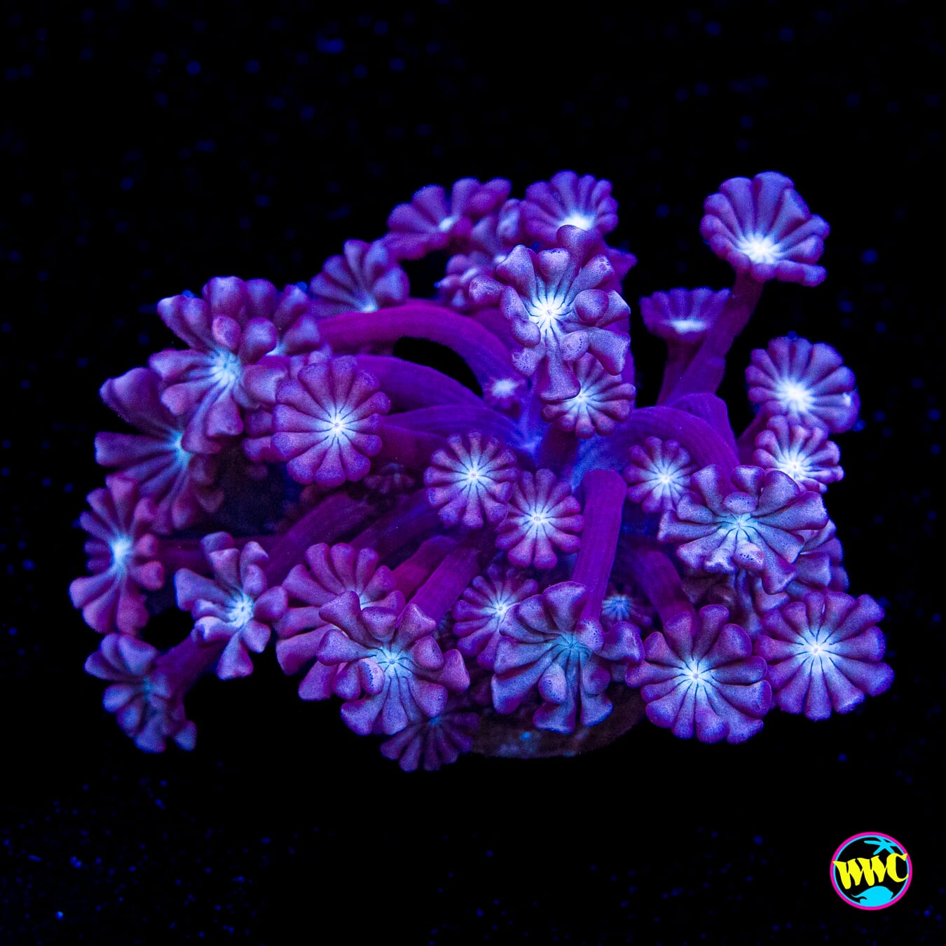 Purpz Alveopora
