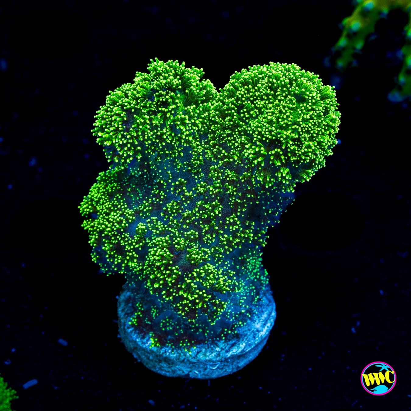 WWC Green Goblin Stylophora