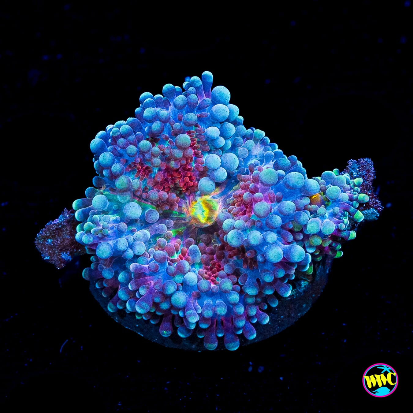 Frosted Nurple Yuma Mushroom