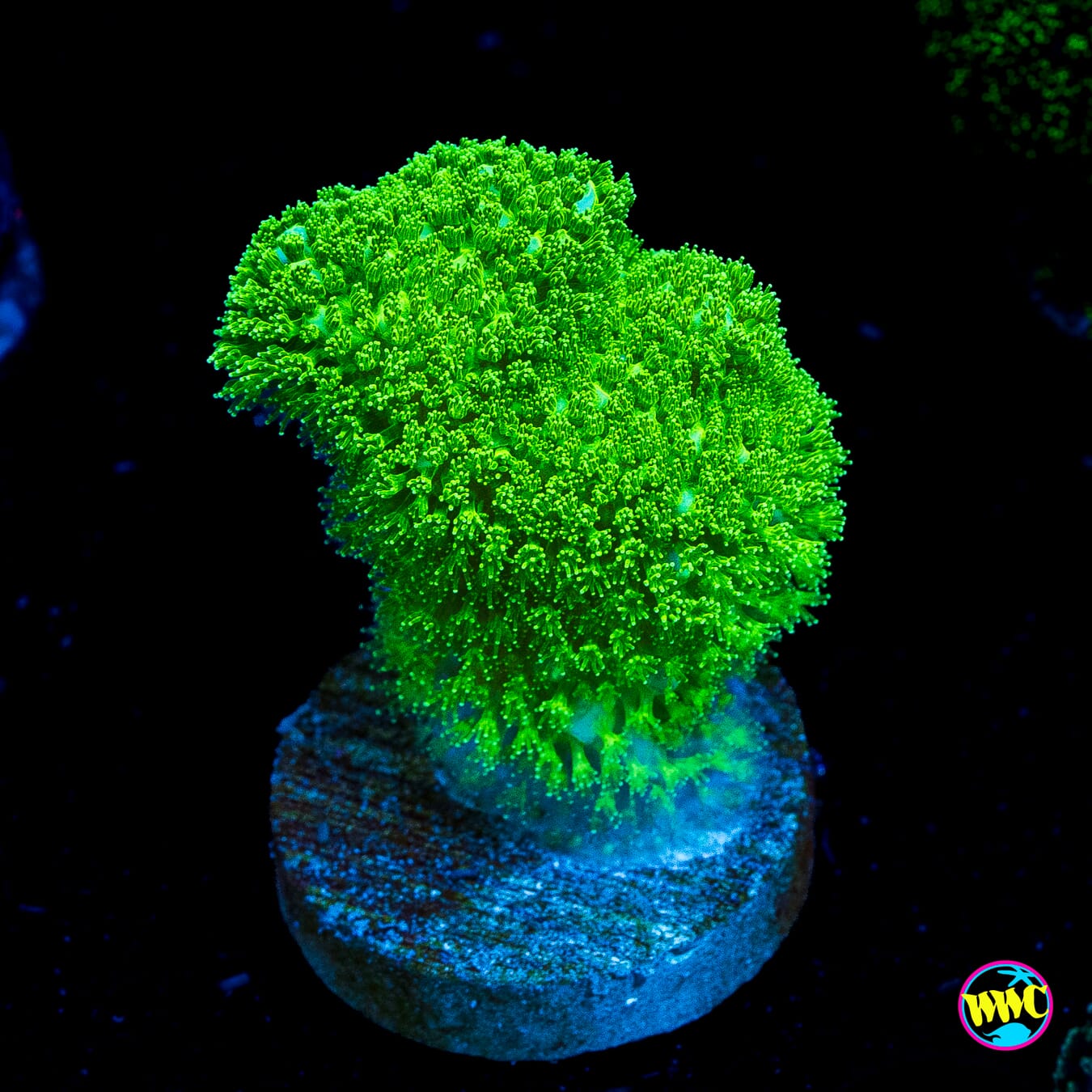WWC Green Goblin Stylophora