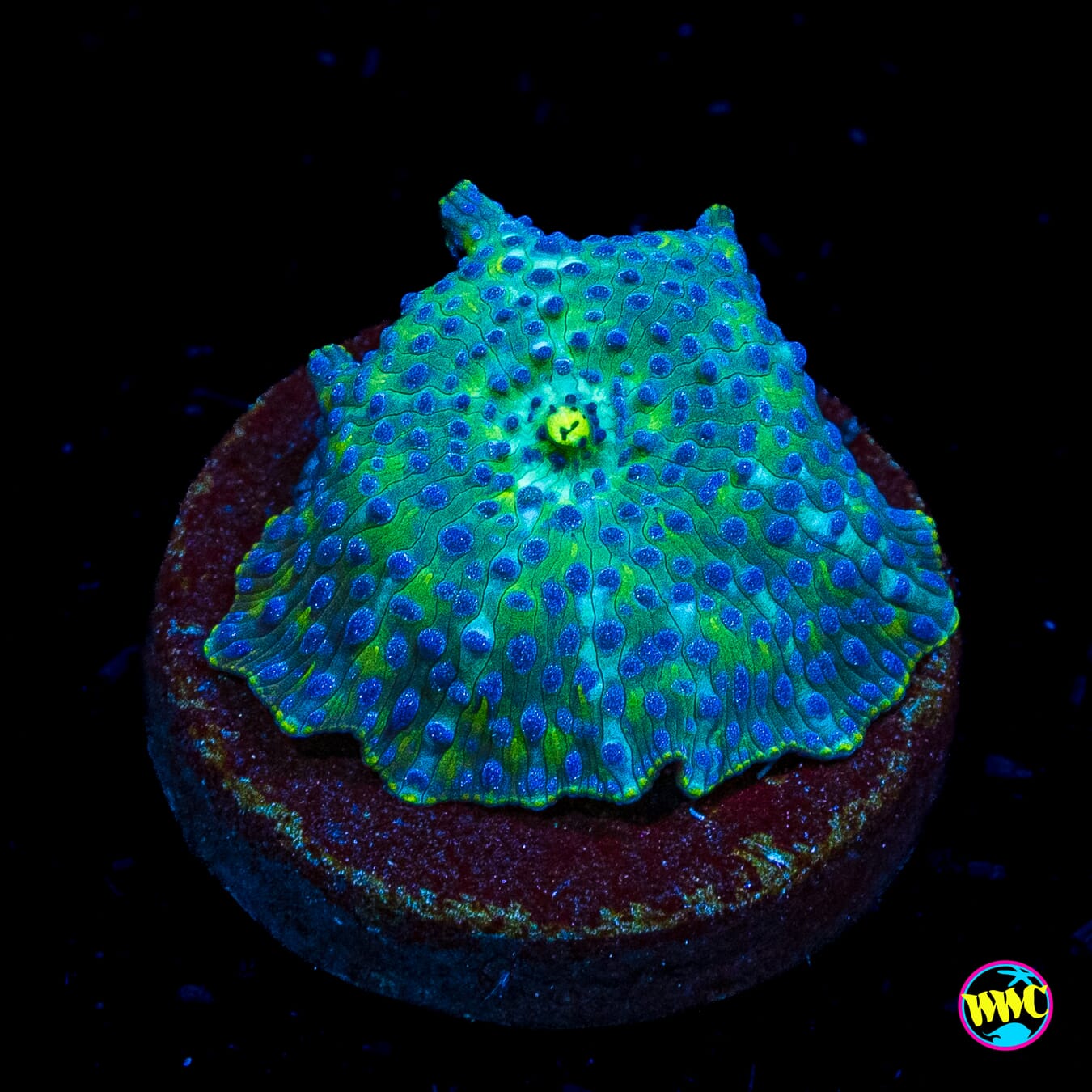 Blue Dot Disco Mushroom