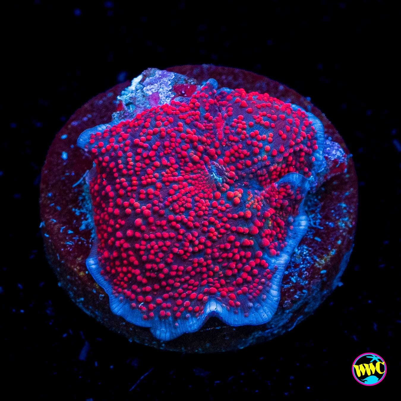 Demon Dotz Disco Mushroom