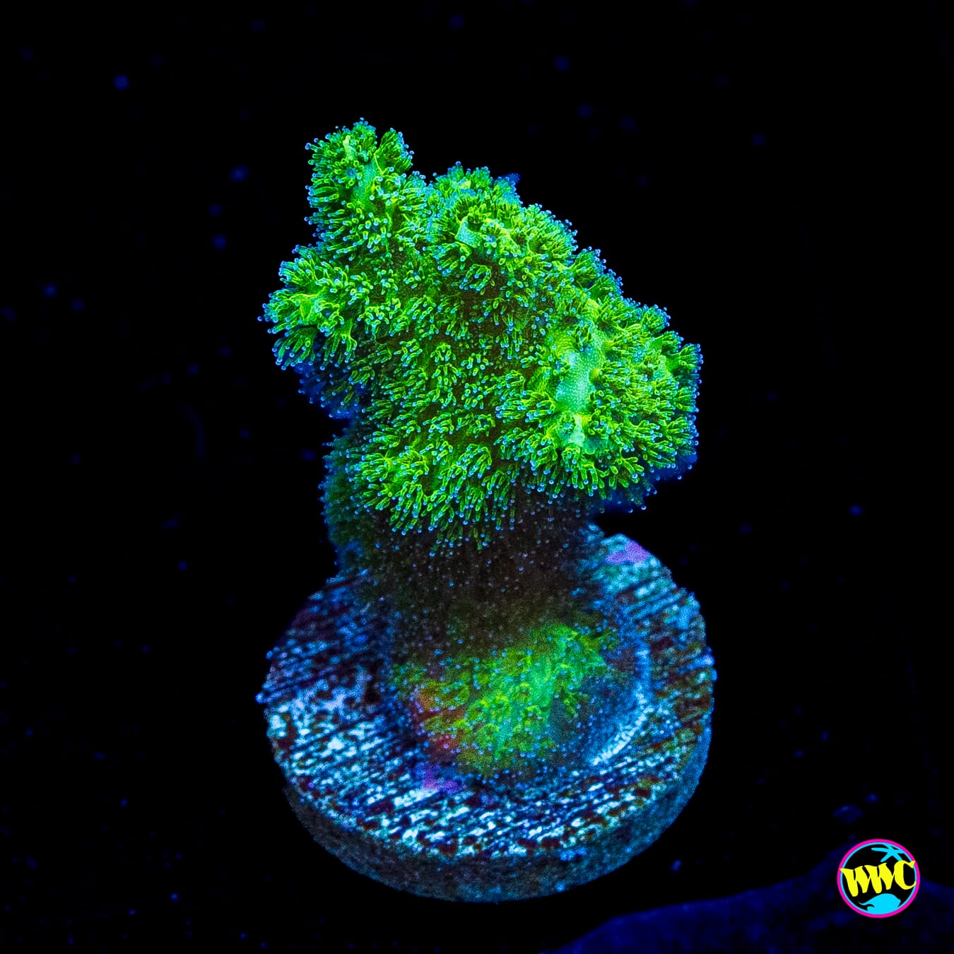 WWC Fantasy Island Birdsnest