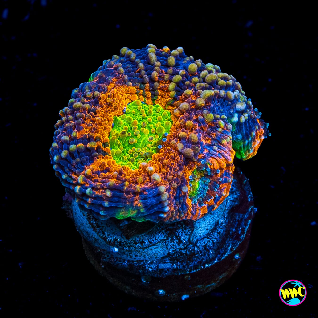 WWC Ahhhhhmazing Echinata