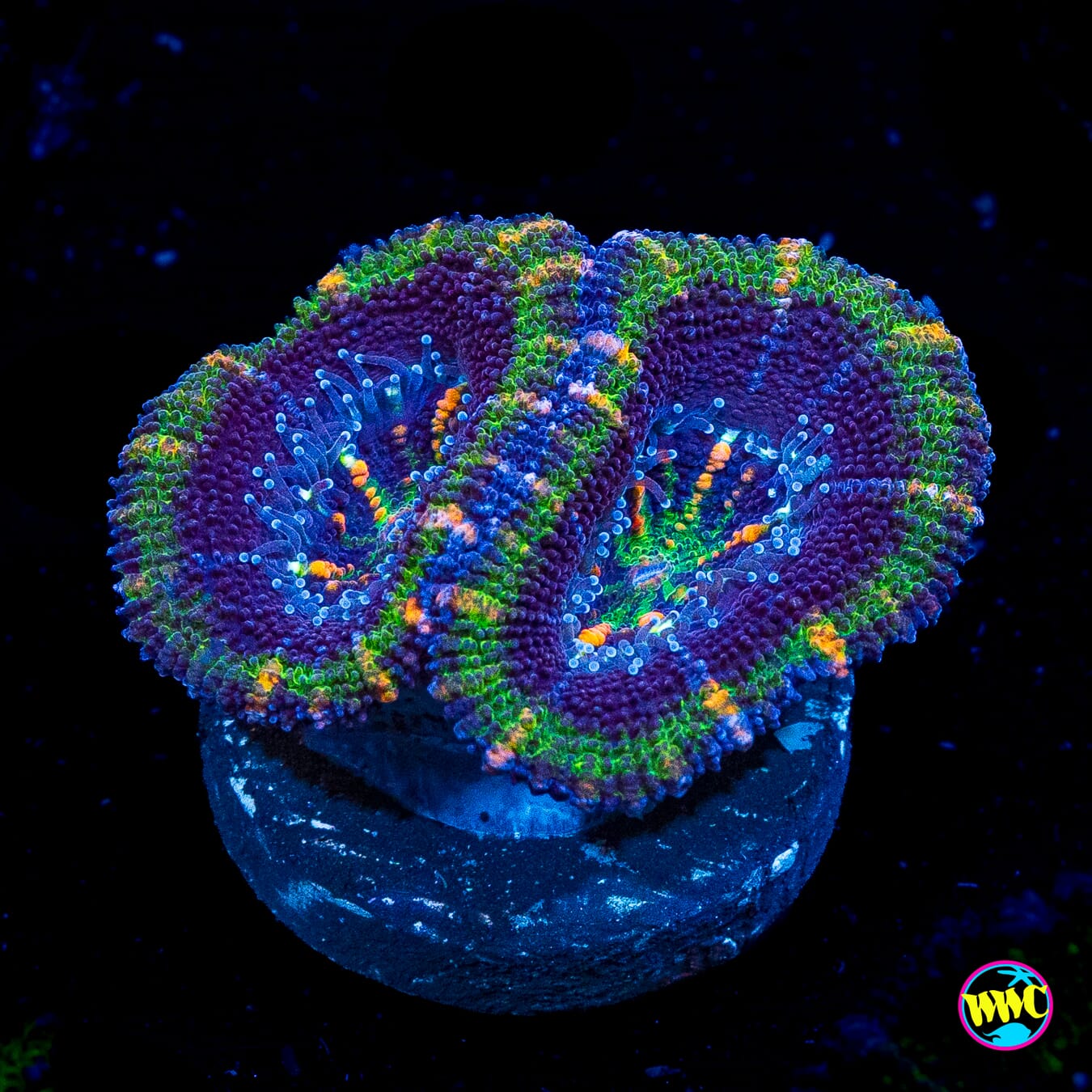 Bubbalicious Aussie Lord