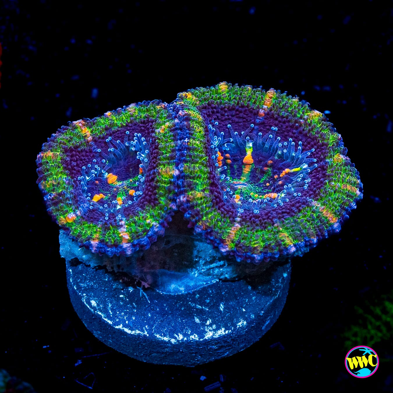 Bubbalicious Aussie Lord