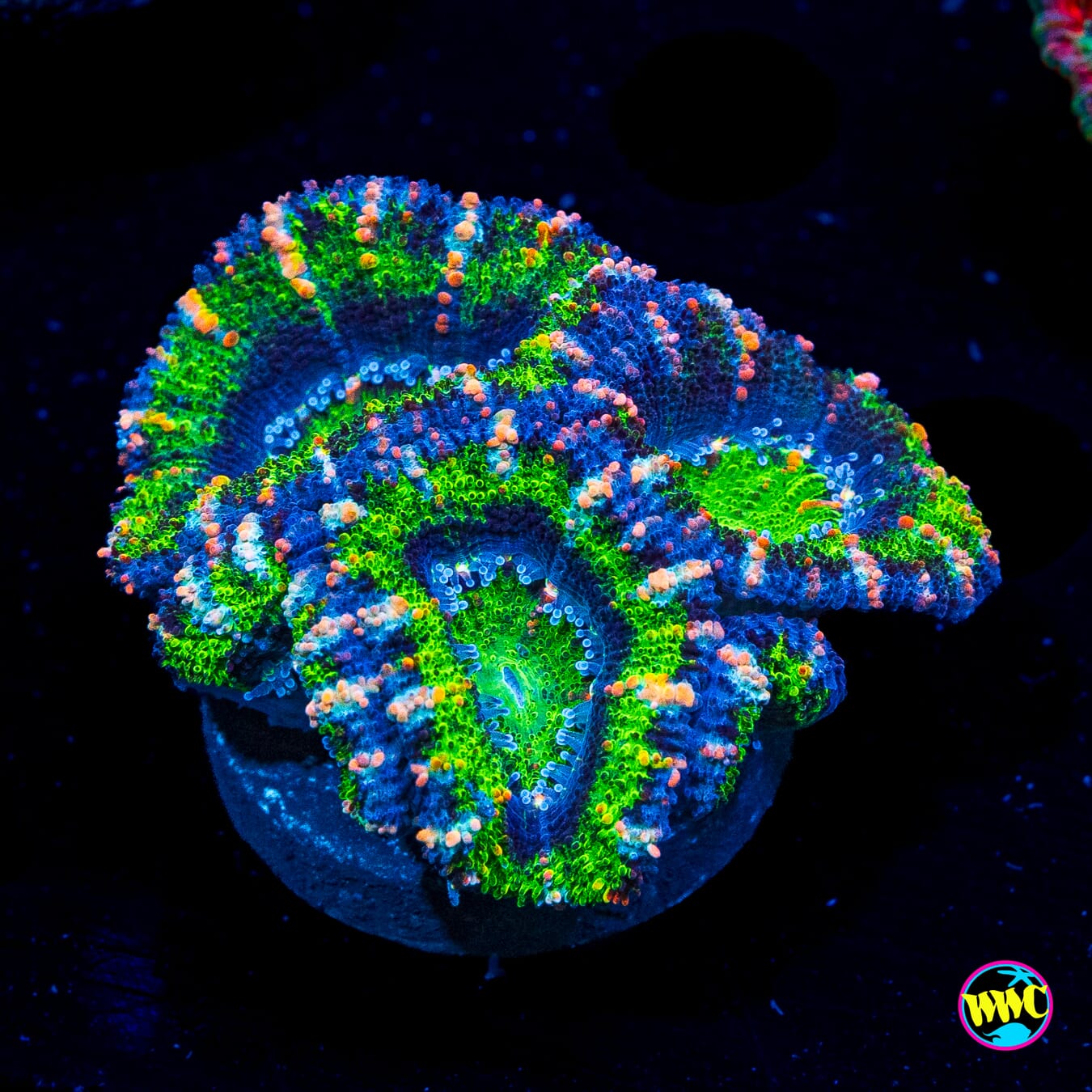 Bubbalicious Aussie Lord