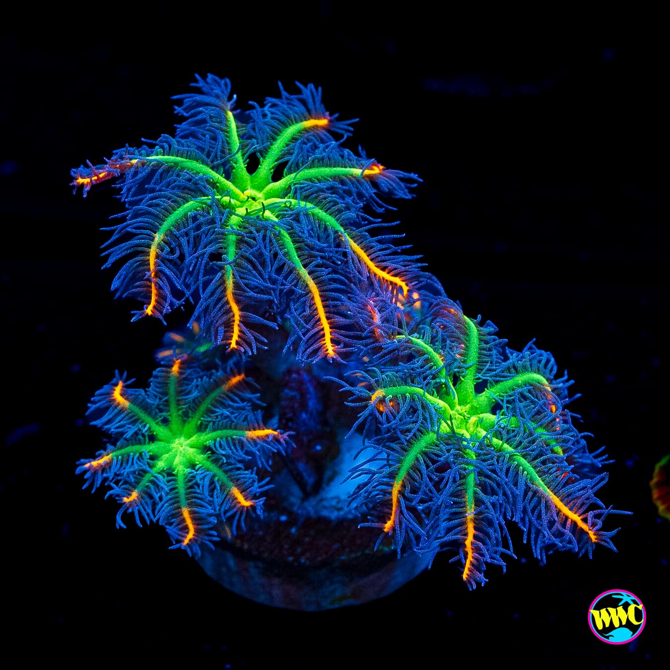 WWC High Voltage Clove Polyps