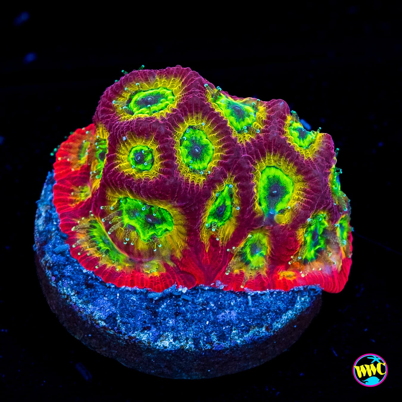 Jason Fox Sector 001 Favites