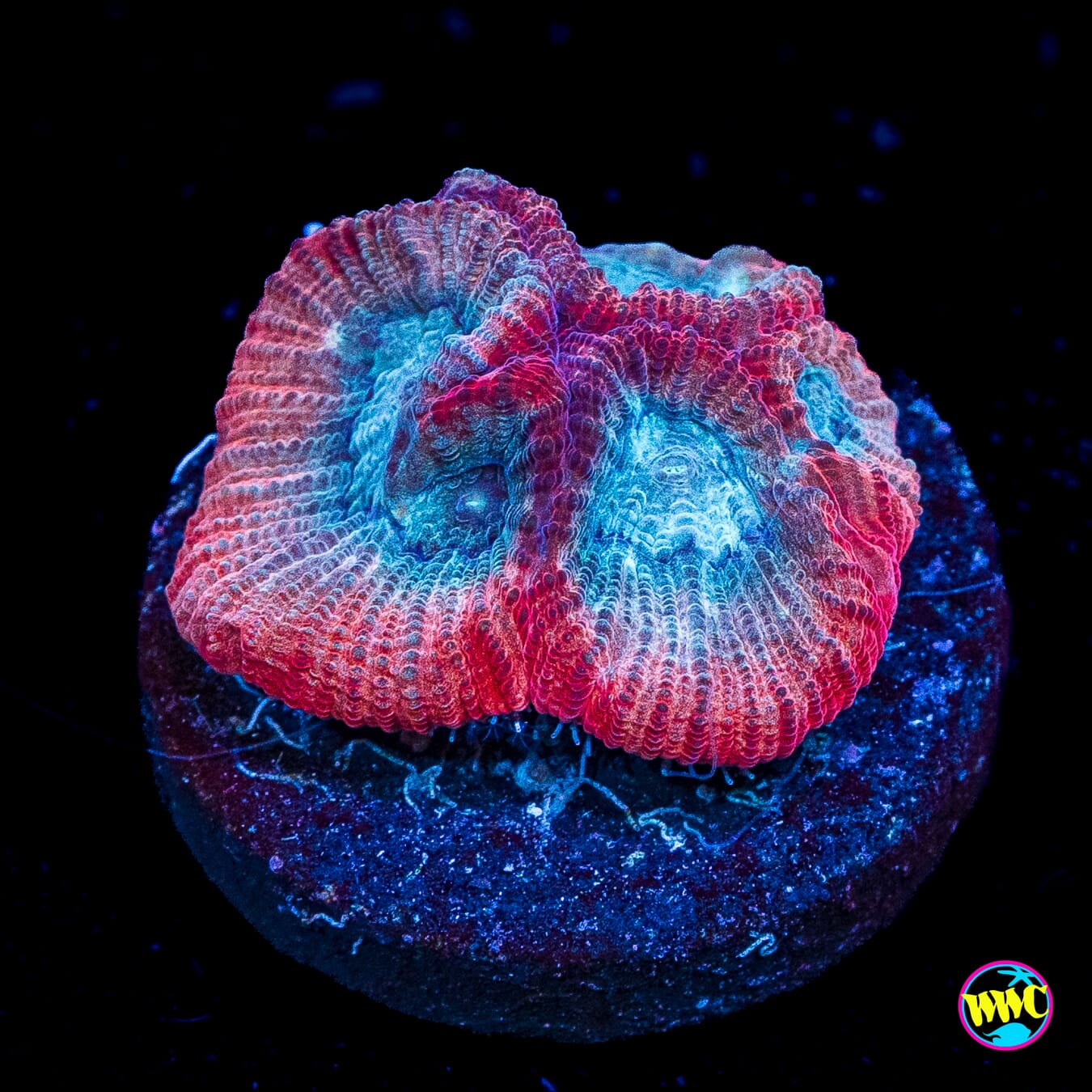 WWC Blue Lobster Favia