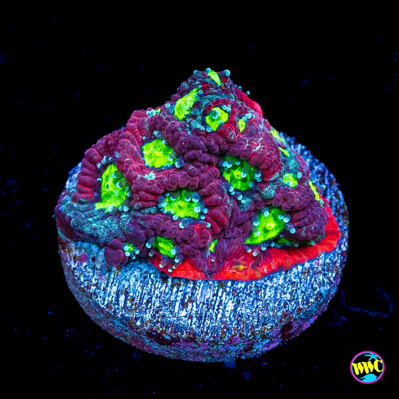 Tricolor War Coral