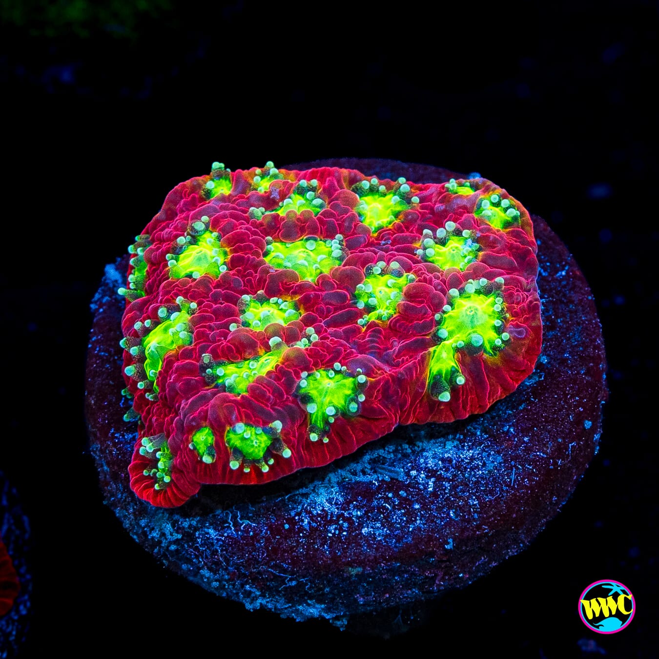 WWC Jolly Rancherz Favites