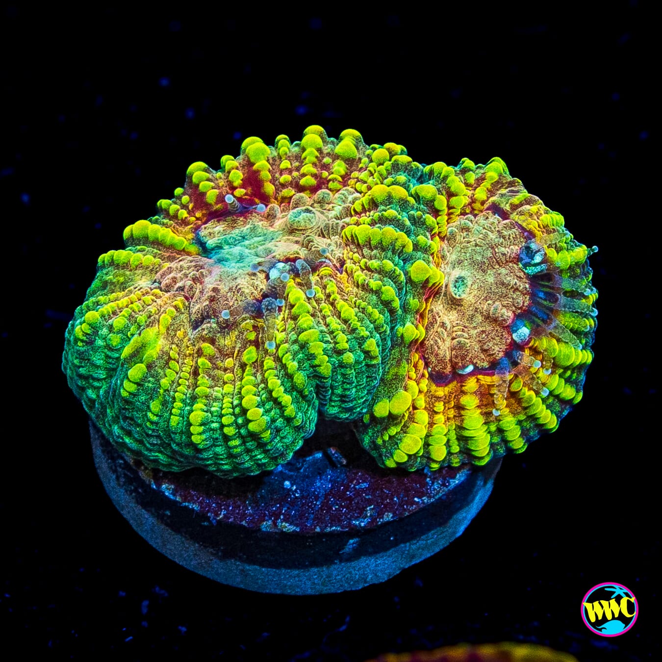 Mayan Rose Favia