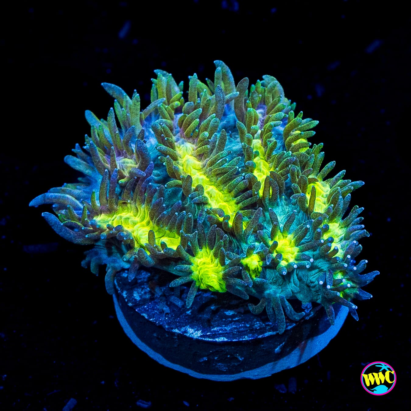 Jason Fox Blueberry Blast Hydnophora