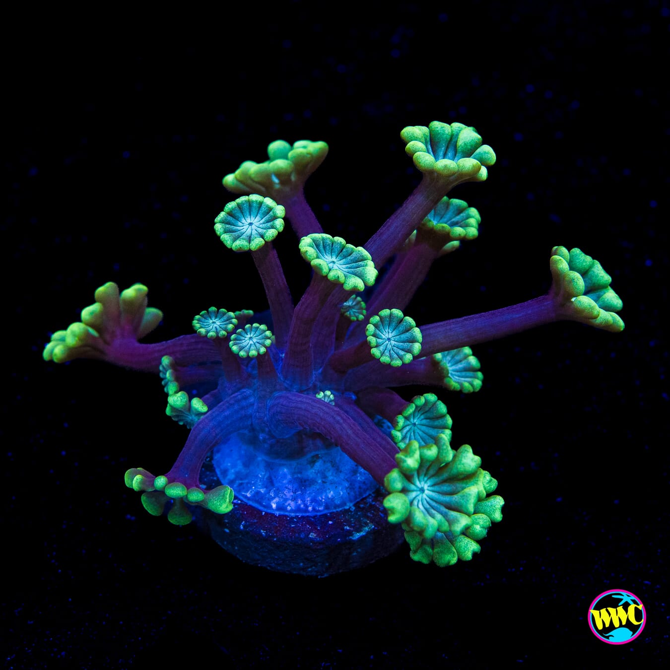 Spearmint Alveopora