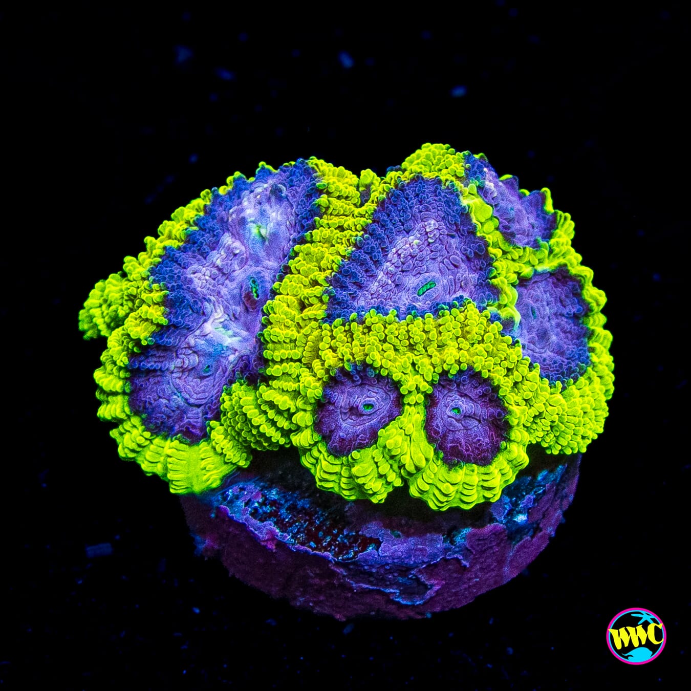 WWC Space Monkey Favia