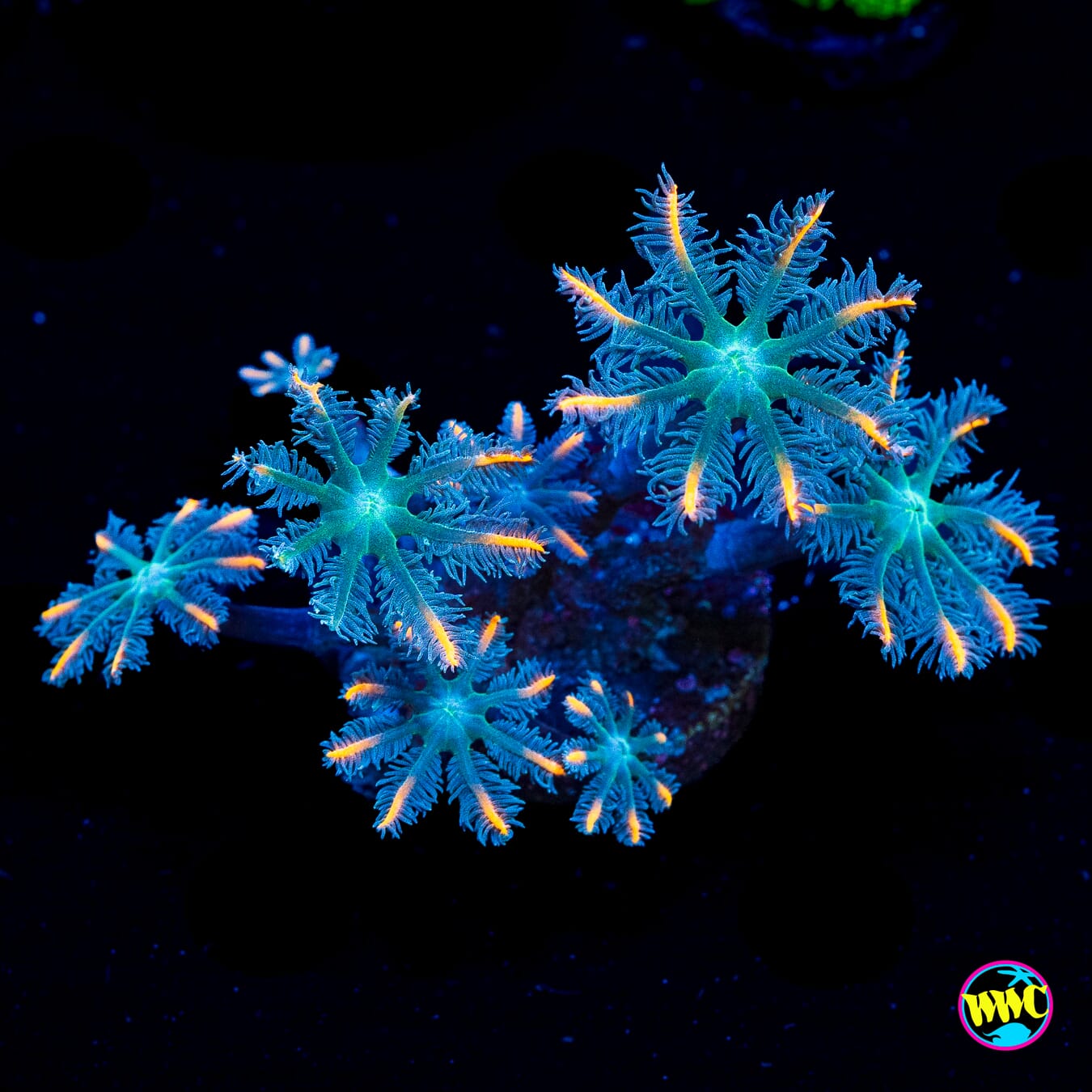WWC Florida Squeeze Clove Polyps
