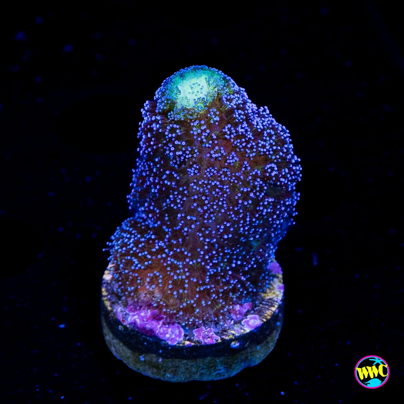 WWC Blue Stylophora