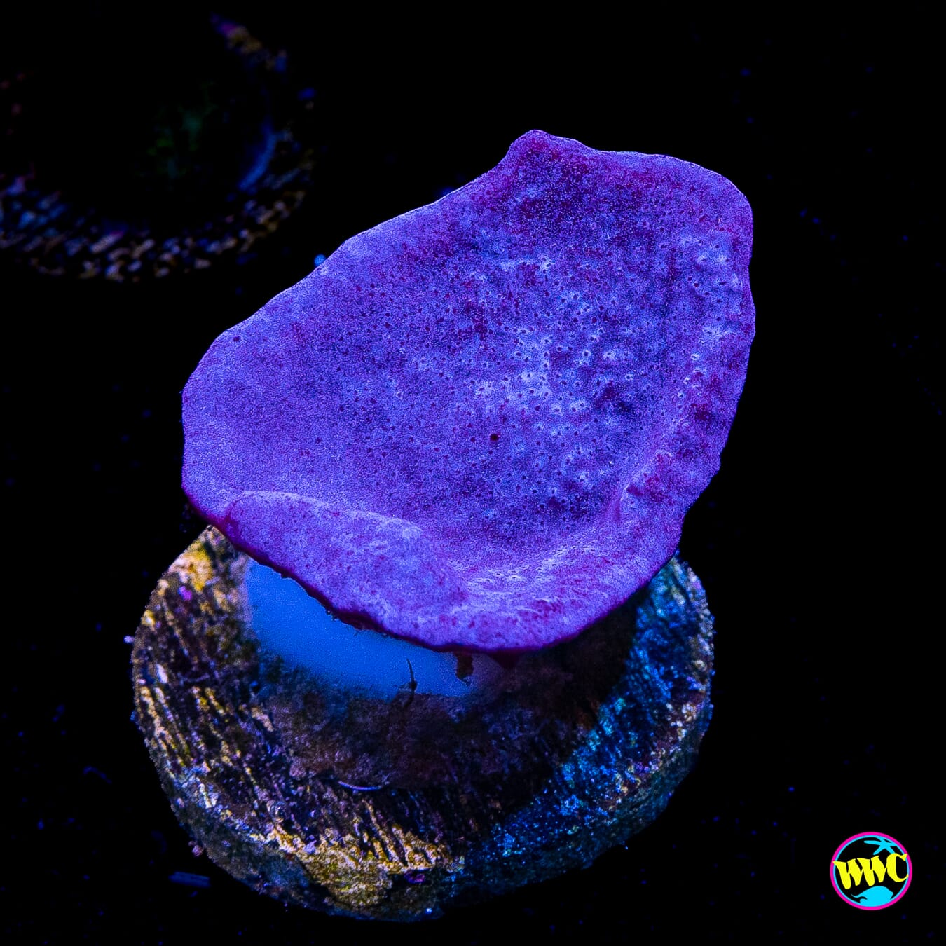 Purple Plating Sponge