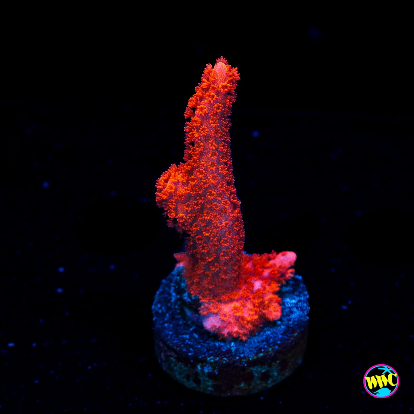 Red Digitata Montipora