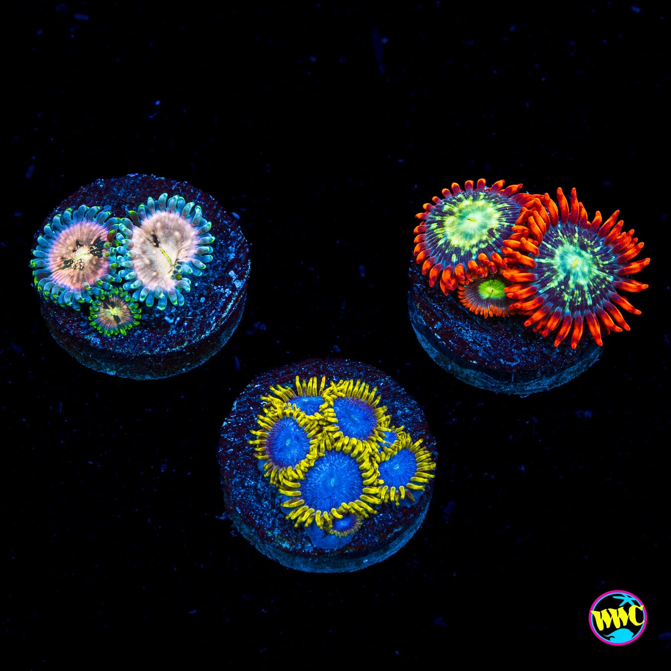 Pack 2 Zoanthids