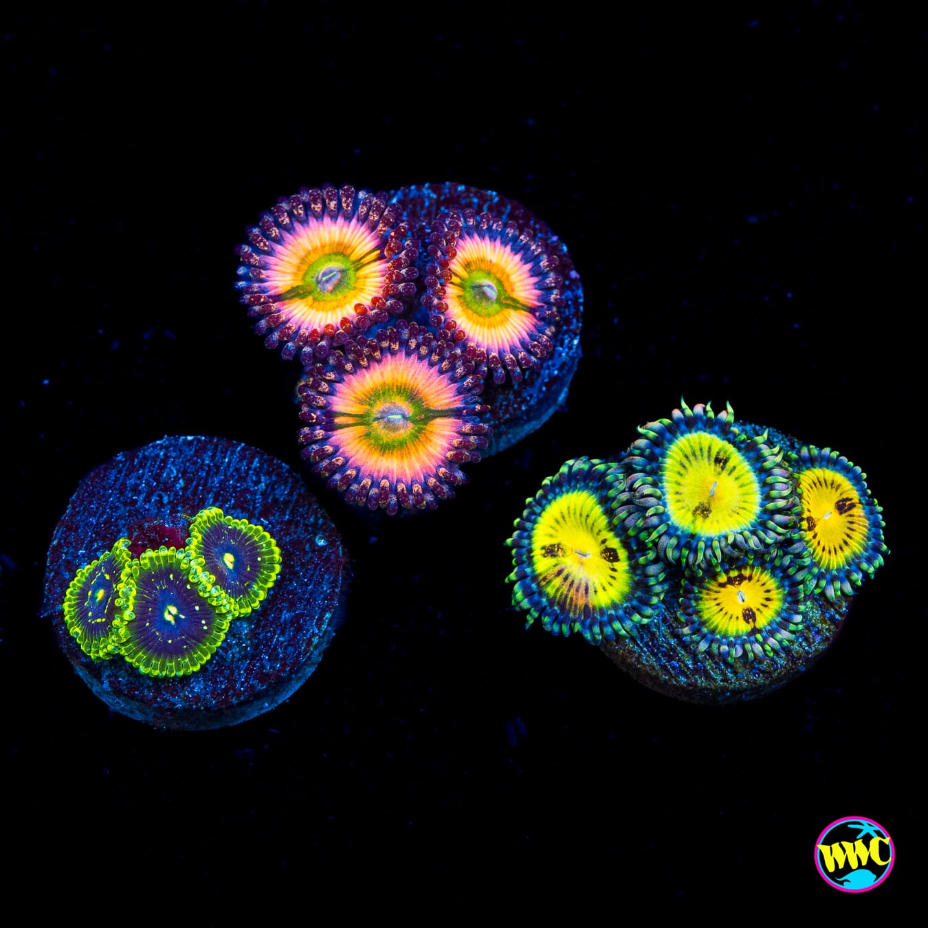 Pack 3 Zoanthid
