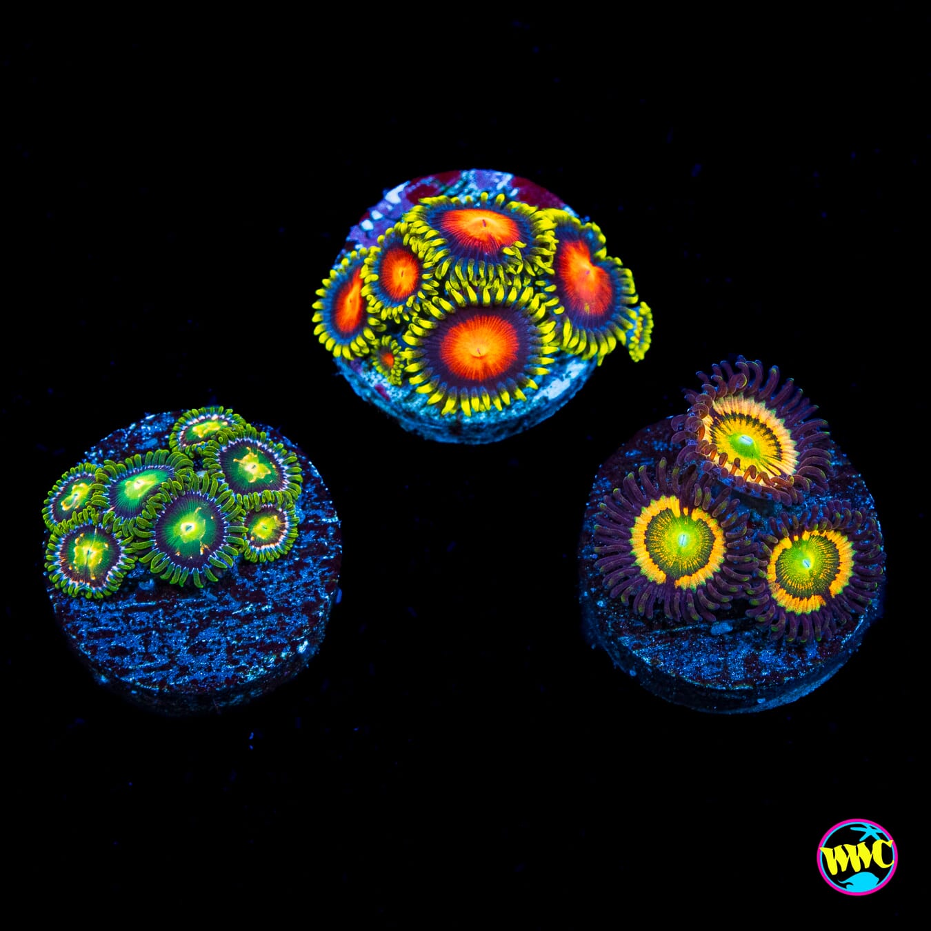Pack 4 Zoanthids